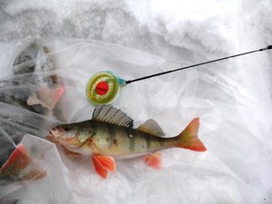 IMG_1295.JPG
