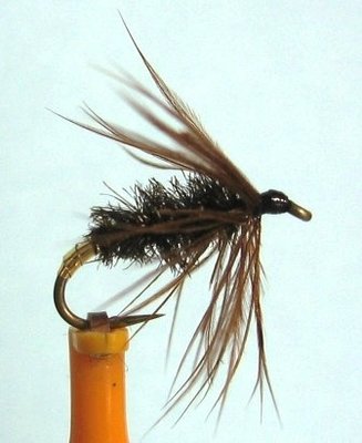 Peacock Spider.jpg