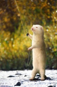 ferrets3.jpg