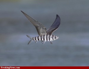 Летающая рыба.jpg