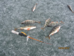 fish 003.jpg