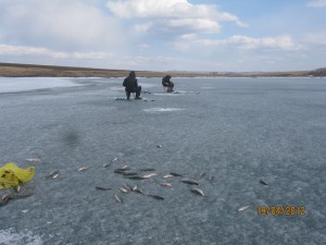 fish 005.jpg