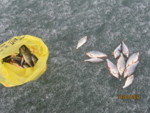 fish 006.jpg