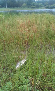 IMAG0245.jpg