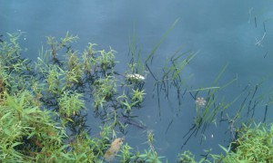 IMAG0246.jpg