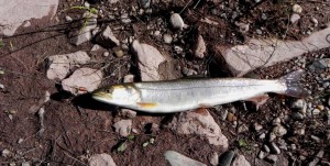 Лена 2010 040.jpg
