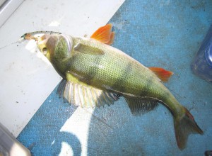 IMG_1126.jpg
