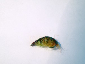 IMGP0107.jpg