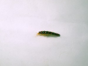 IMGP0109.jpg