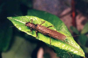 Perlodidae.jpg