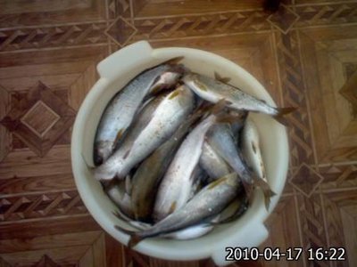 IMG452.jpg