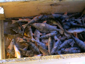 DSC00608.jpg