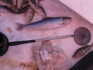 IMG_4942.JPG