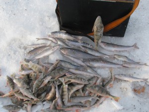 IMG_4955.JPG