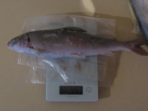 IMG_4959.JPG