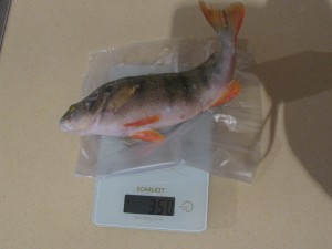 IMG_4964.JPG