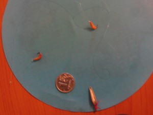 IMG_4968.JPG