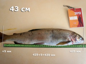 хариус-evge-430.jpg