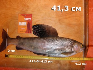 хариус-витмих-413.jpg