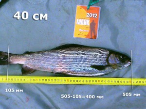 хариус-Максимыч-400.jpg
