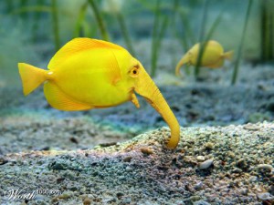 381_club-fish.ru (4).jpg