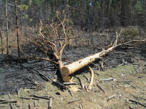 IMG_1208.JPG