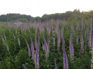 IMG_1458.JPG
