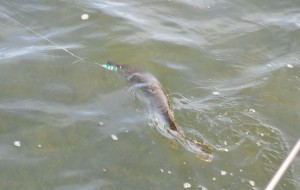 DSC_0217.JPG