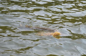 DSC_0266.JPG