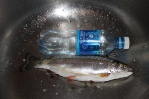 IMG_1705.JPG