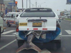 с рыбалки.jpg