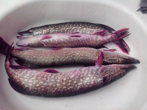 IMG_20130908_140023-1.jpg