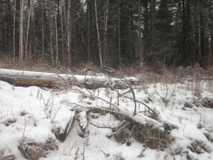 IMG_0524.jpg