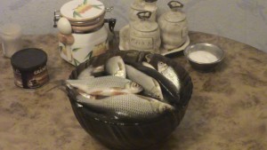 DSC01037.JPG