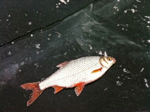 IMG_5177.jpg