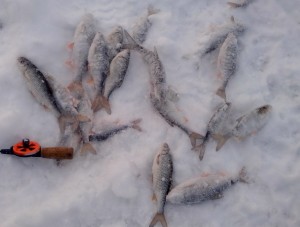 IMG_20131209_172107.jpg