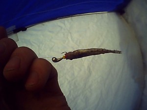 PICT0213.JPG