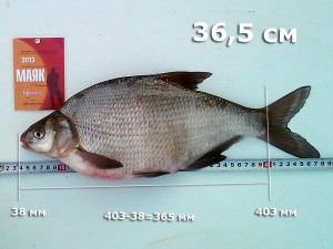лещ-Ефимыч-365.jpg
