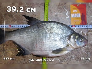 лещ-Ефимыч-392.jpg