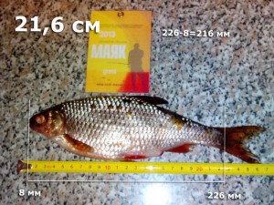 сорога-gross-216.jpg