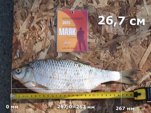 сорога-Диня-267.jpg