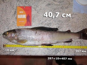 хариус-Alexribak-407.jpg