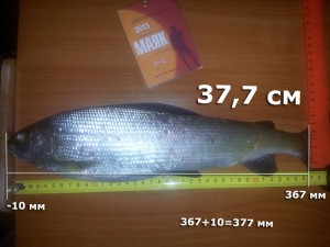 хариус-KniaZ-377.jpg