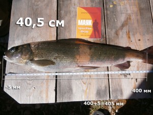 хариус-mr-ego-405.jpg