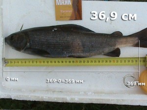 хариус-Максимыч-369.jpg
