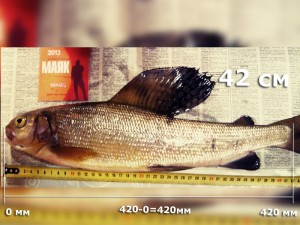 хариус-Нанаец-2.jpg