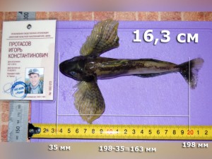 ширка-igor13-163.jpg