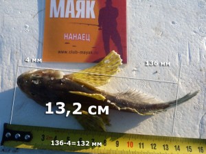 ширка-НАНАЕЦ-132.jpg