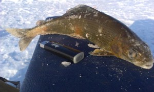 IMAG0637a.jpg