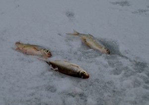 DSC_0207.jpg